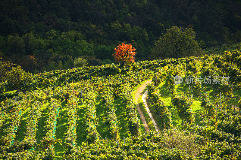 Valdobbiadene -秋季普洛赛科山